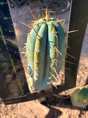 💎👑  Verne’s Glaucus — Chonky 10” Pup
