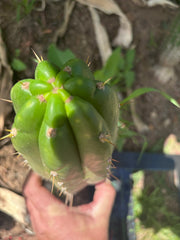 👑🌶️ Maranonensis — Thick 10” Pup