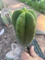 💎👑💎🌶️ Ferah! — Fat 8” Pup