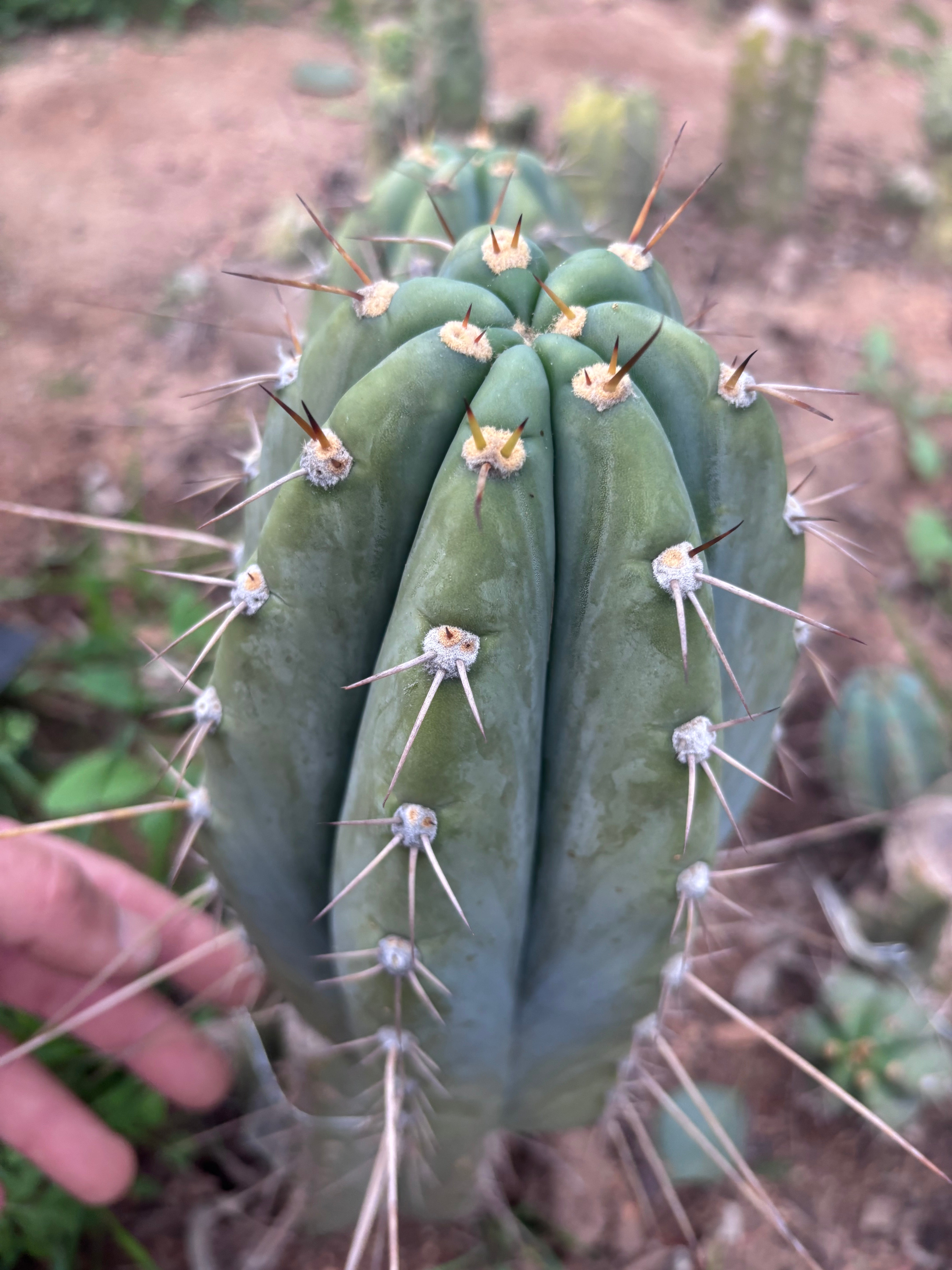 👑🌶️ CGG — 10” Melon