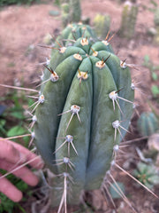 👑🌶️ CGG — 10” Melon