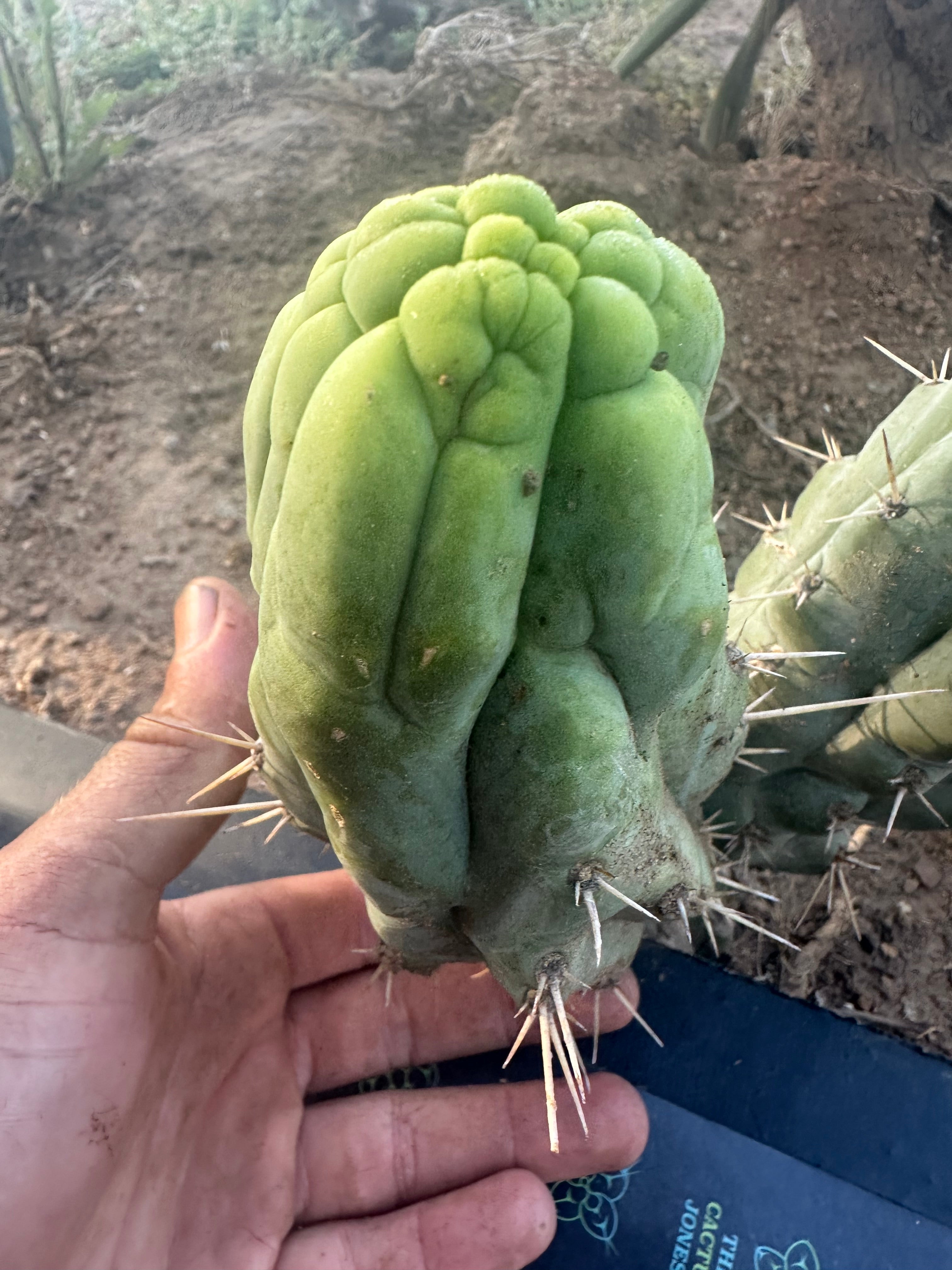 💎👑 Bruce’s Dragon — Chonky 6” Grenade