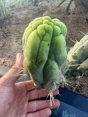 💎👑 Bruce’s Dragon — Chonky 6” Grenade