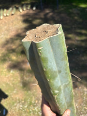 👑🌶️ Chucky — Massive 14” Mids