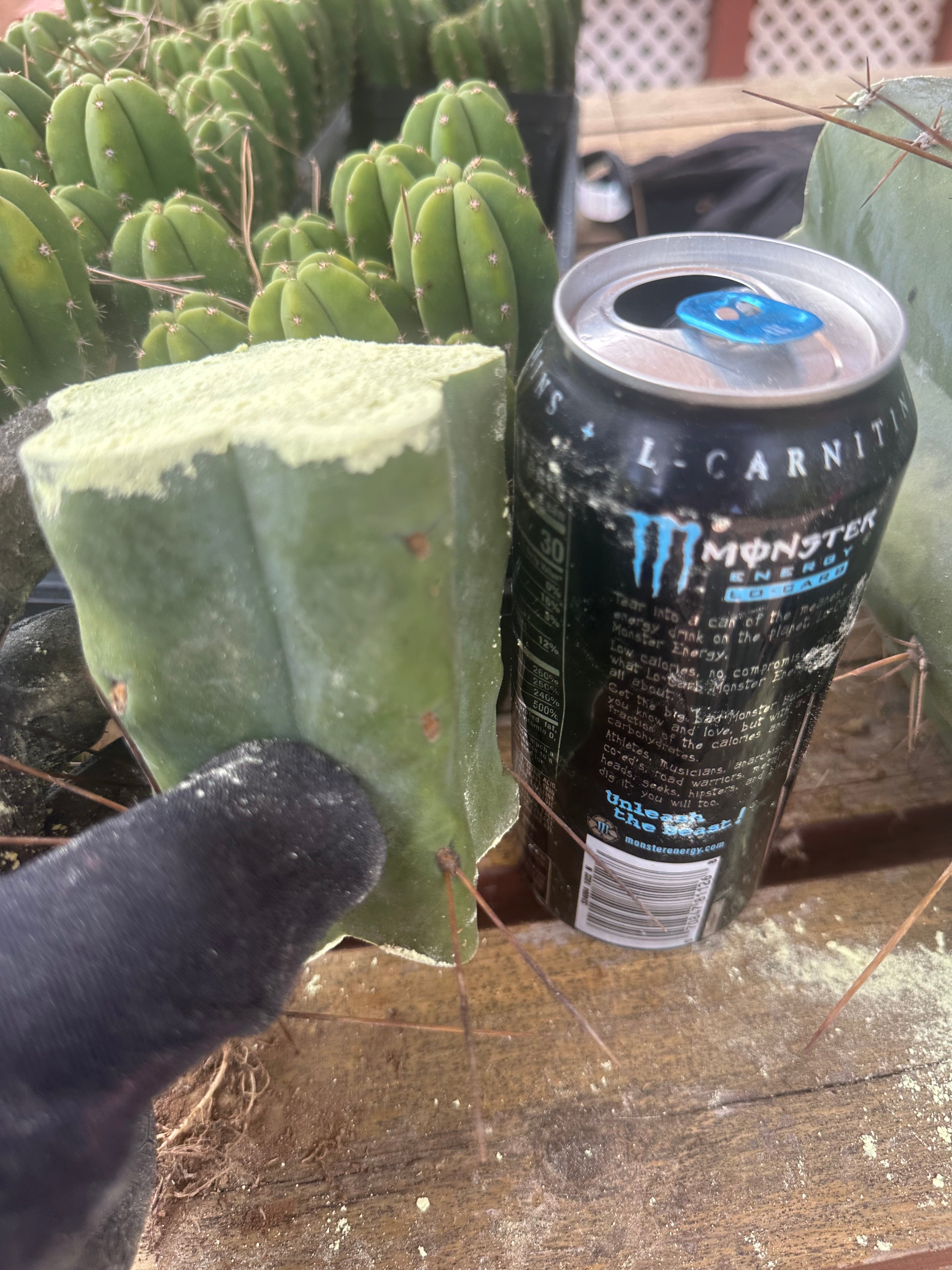 New FREE ADD-ON  — 🌶️ Chuck’s Bridge — 3-4” Roota-Chonk.