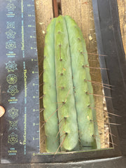 🌶️🌶️💎⚠️ E.R. — Massive 10” Tip