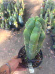 💎 MB x MP Scop — Rooted 14” Chonker