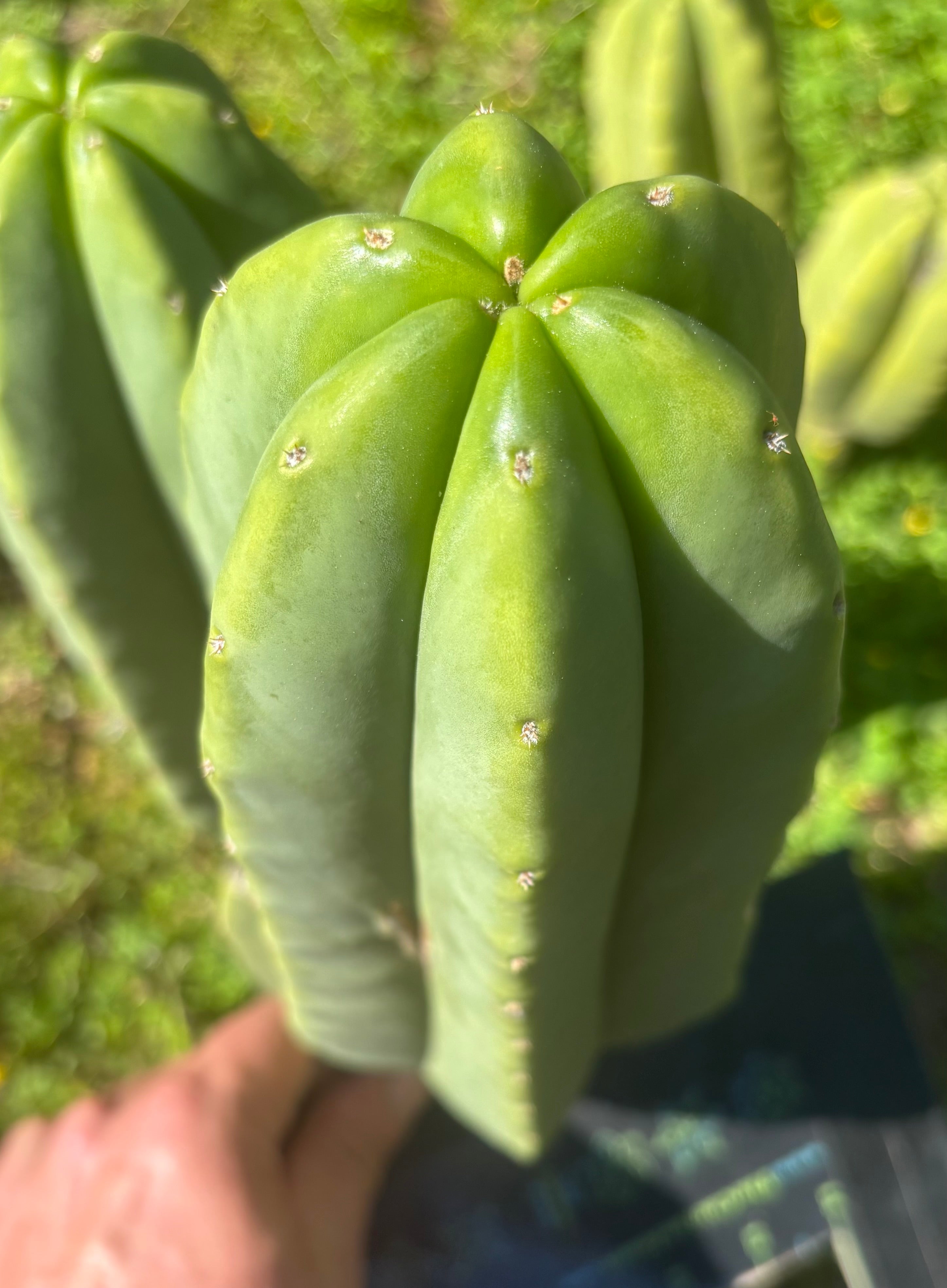 👑🌶️ Zulk — FAT 11” Pup