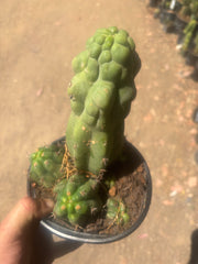 💎 Malo4 x TPM — Rooted Mini Stand