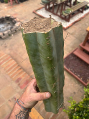 👑🌶️ Psycho0’  — XL 15” LOG