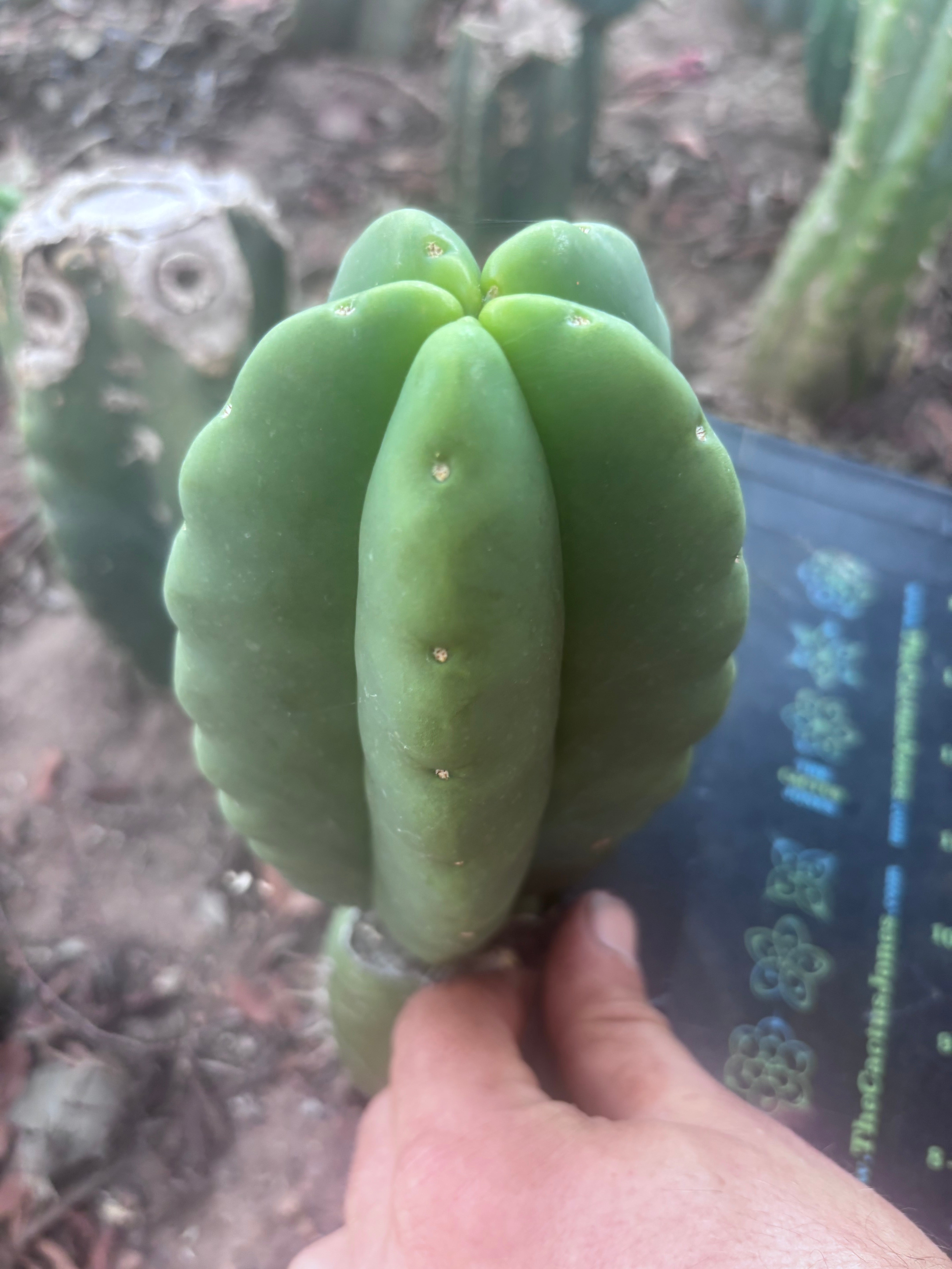 Custom Listing for Ron H