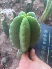 Custom Listing for Ron H