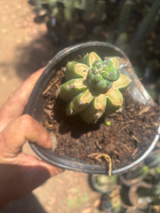 👑 Glorp — Small Pup Graft