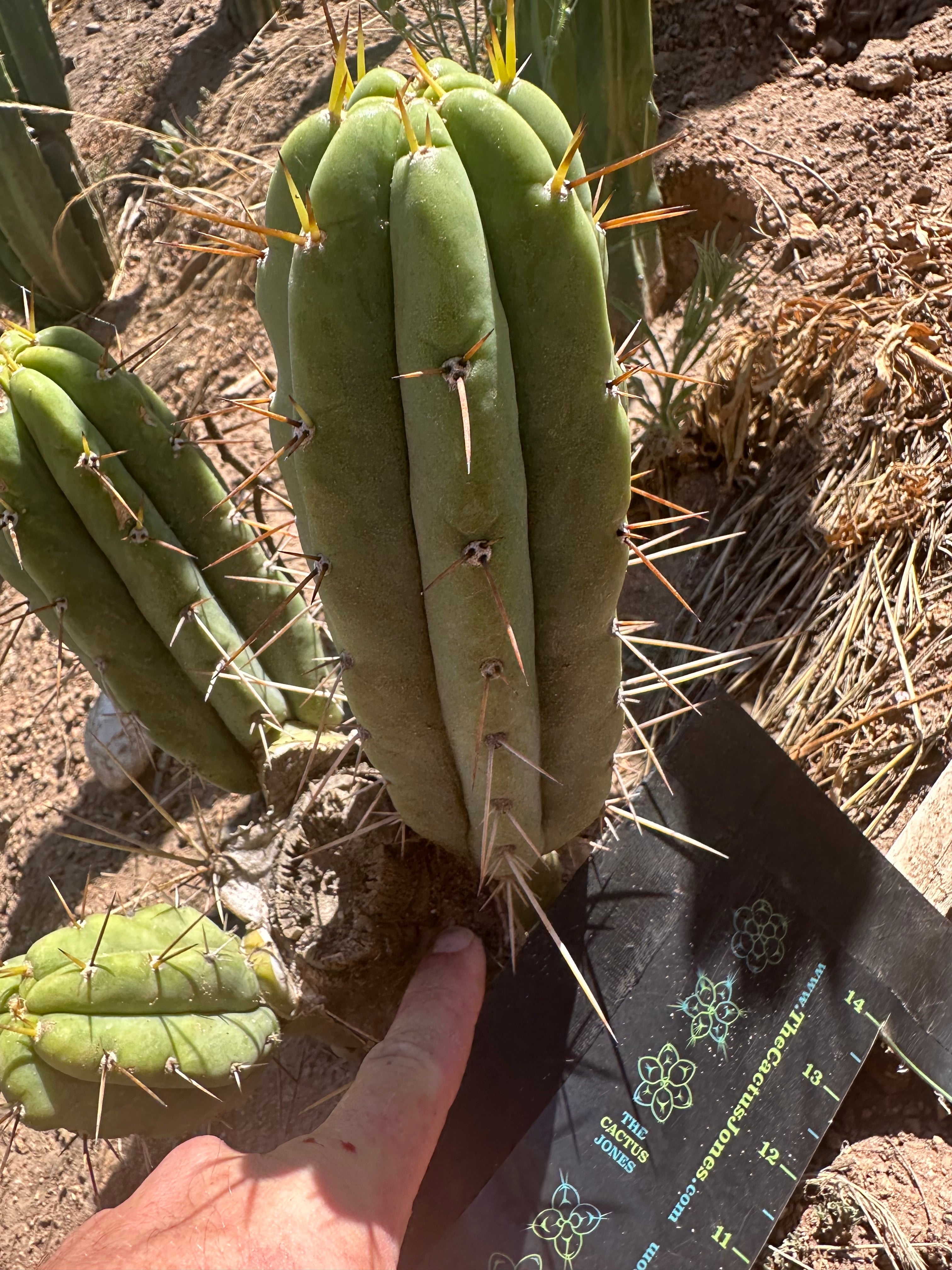 🌶️🌶️⚠️ E.R. — 9” Pup