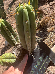 🌶️🌶️⚠️ E.R. — 9” Pup