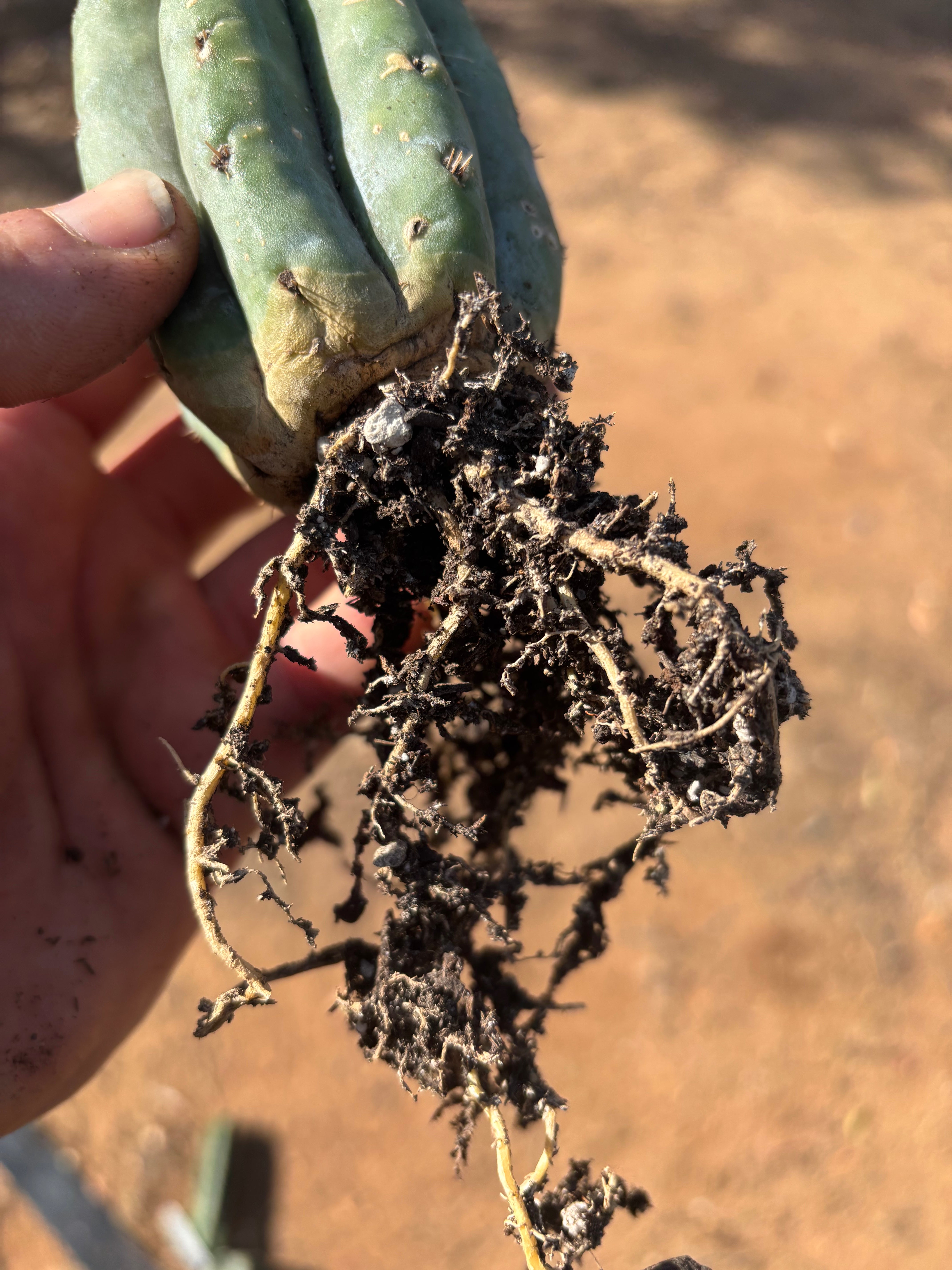 👑🌶️ Ventucky Blue — Fully Rooted Mid w/ Pup