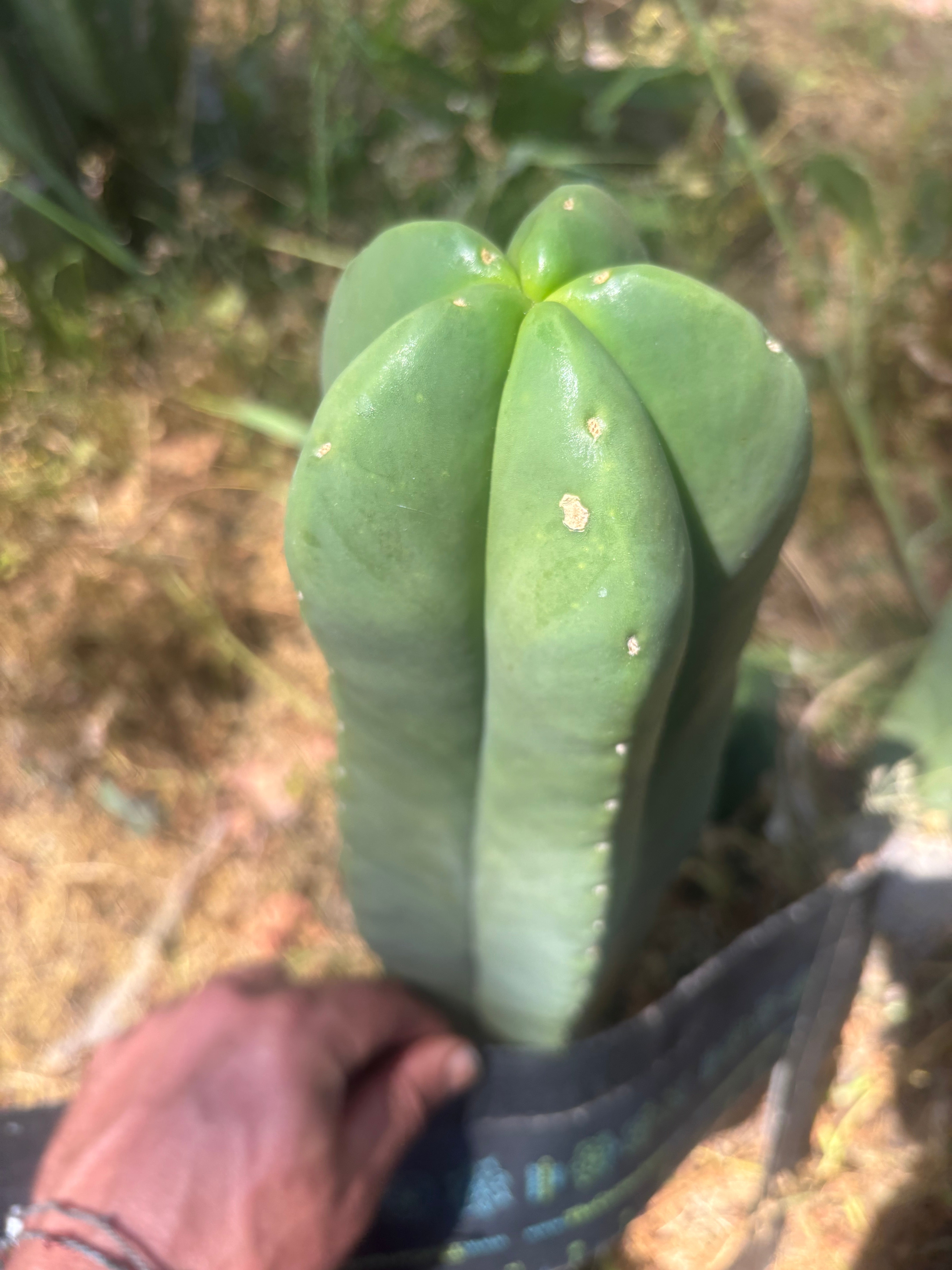 👑💎 Aussie Scop — FAT 12” Tip