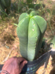 👑💎 Aussie Scop — FAT 12” Tip