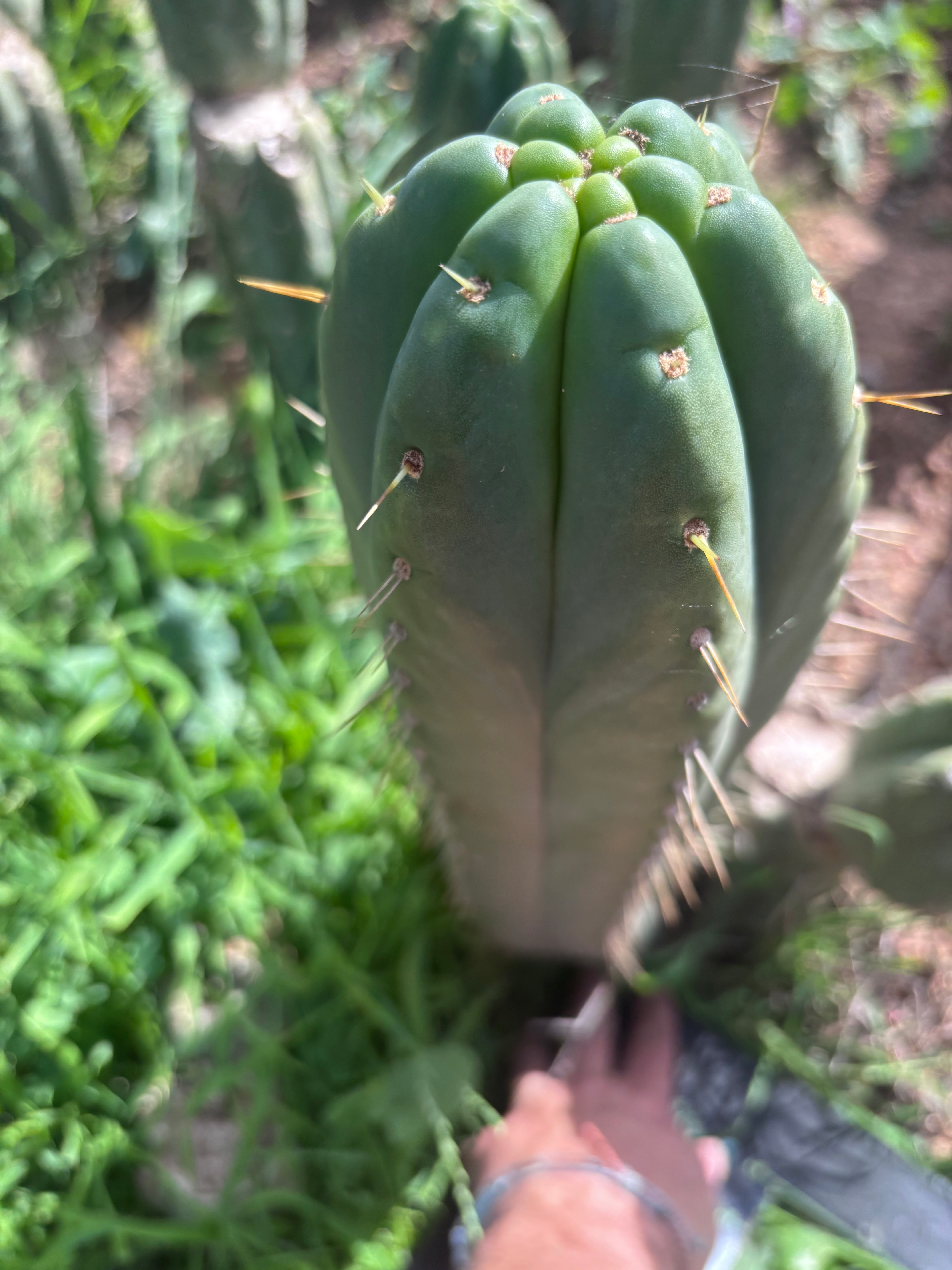 👑💎🌶️ Yowie — Beefy XL 15” Pup
