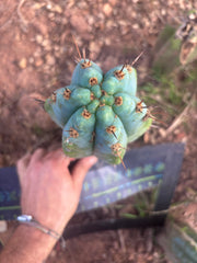 💎👑💎 Papa Smurf — Fat 10” Tip