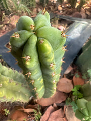 🌶️🌶️ NoidTwo —10” Pup