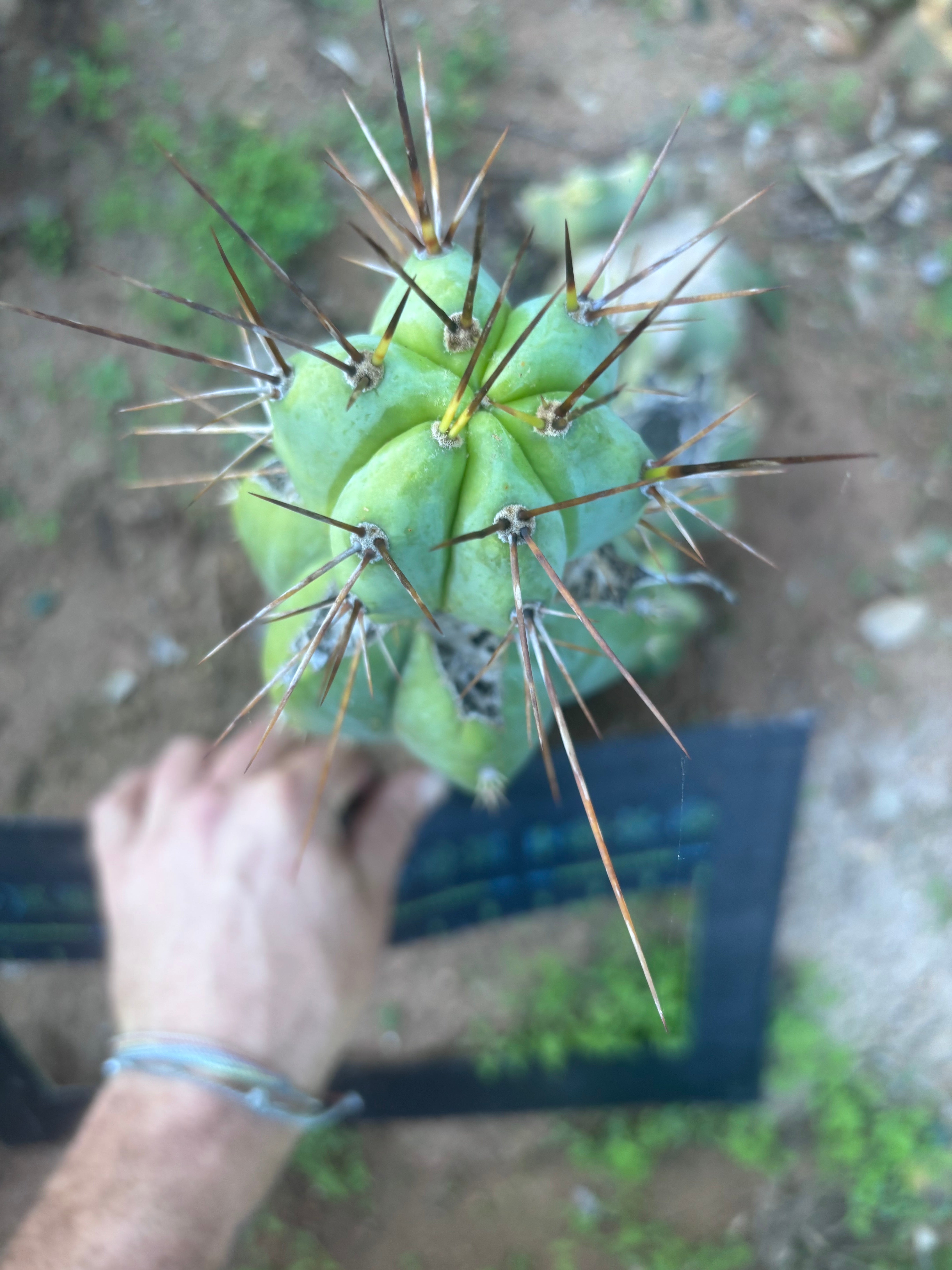 👑💎🌶️  CSD — Beefy Tip Graft