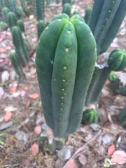 👑🌶️ Scop A — XL 13.5” Pup