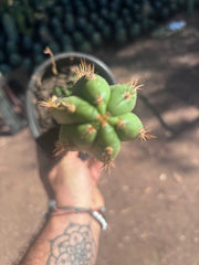 👑🌶️ Torres & Torres — 11” Rooted