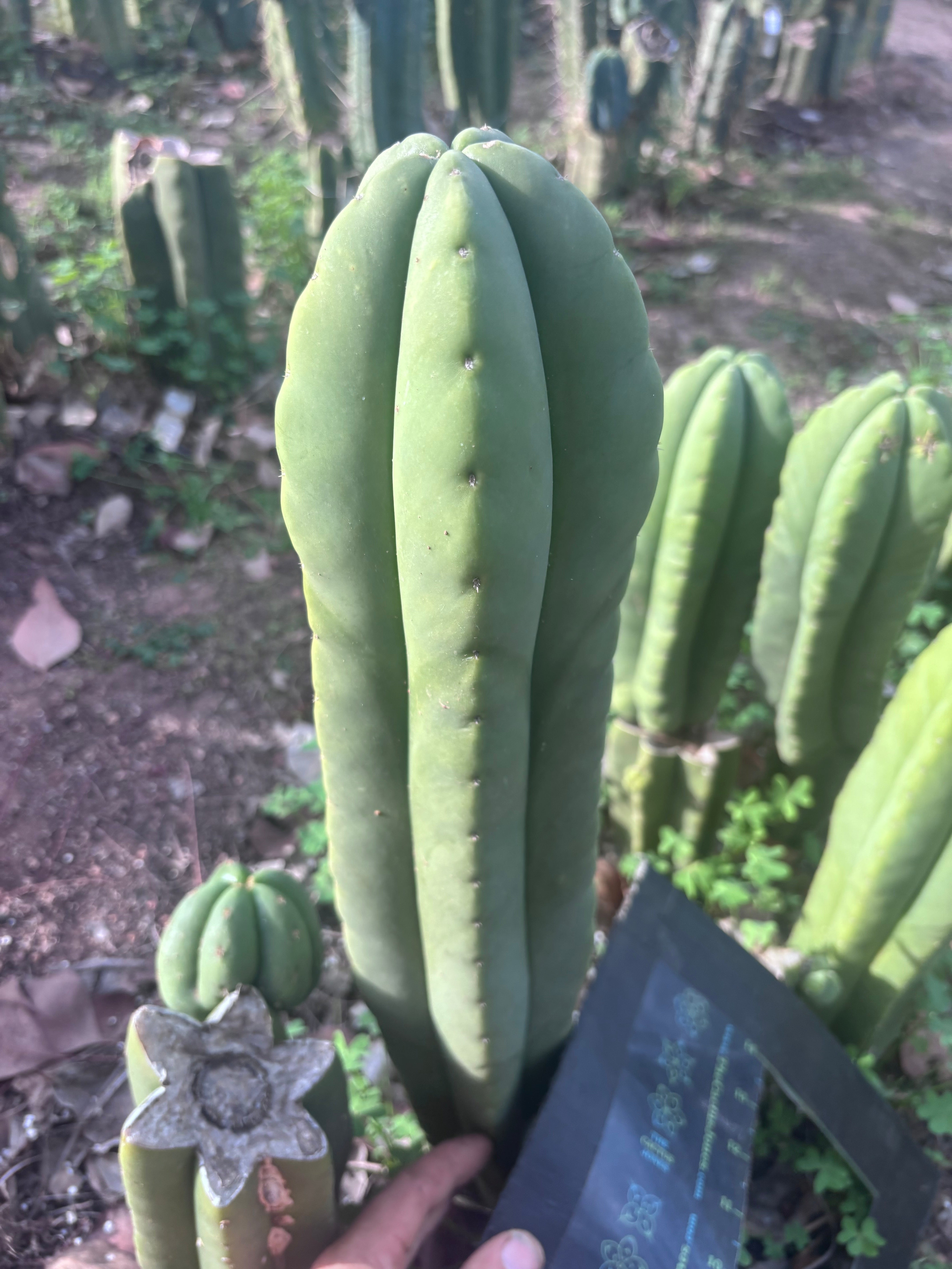 👑💎 Aussie Scop — XL 14” Tip