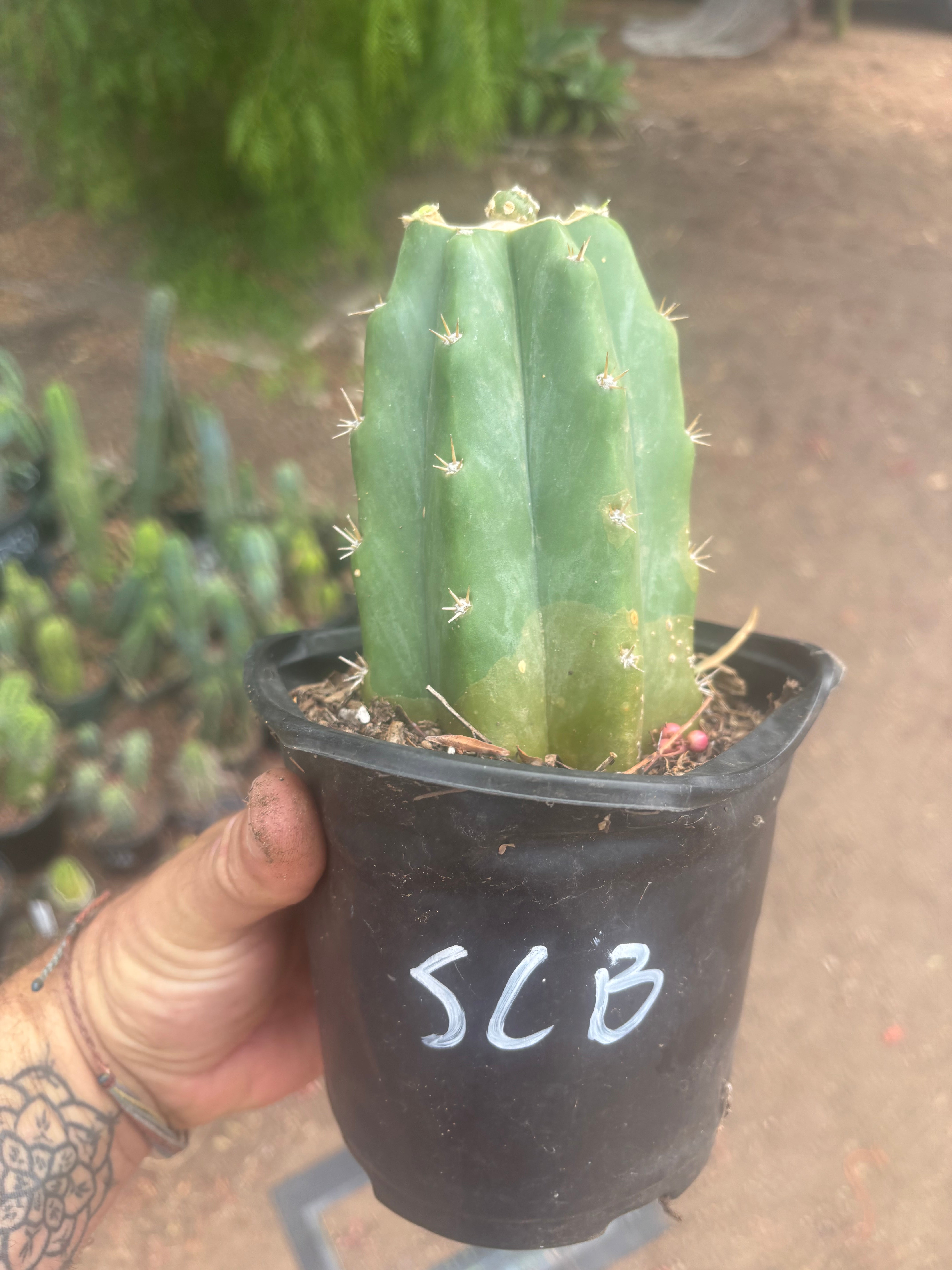 💎👑💎 SCB  — Pup Graft on Rooted PC