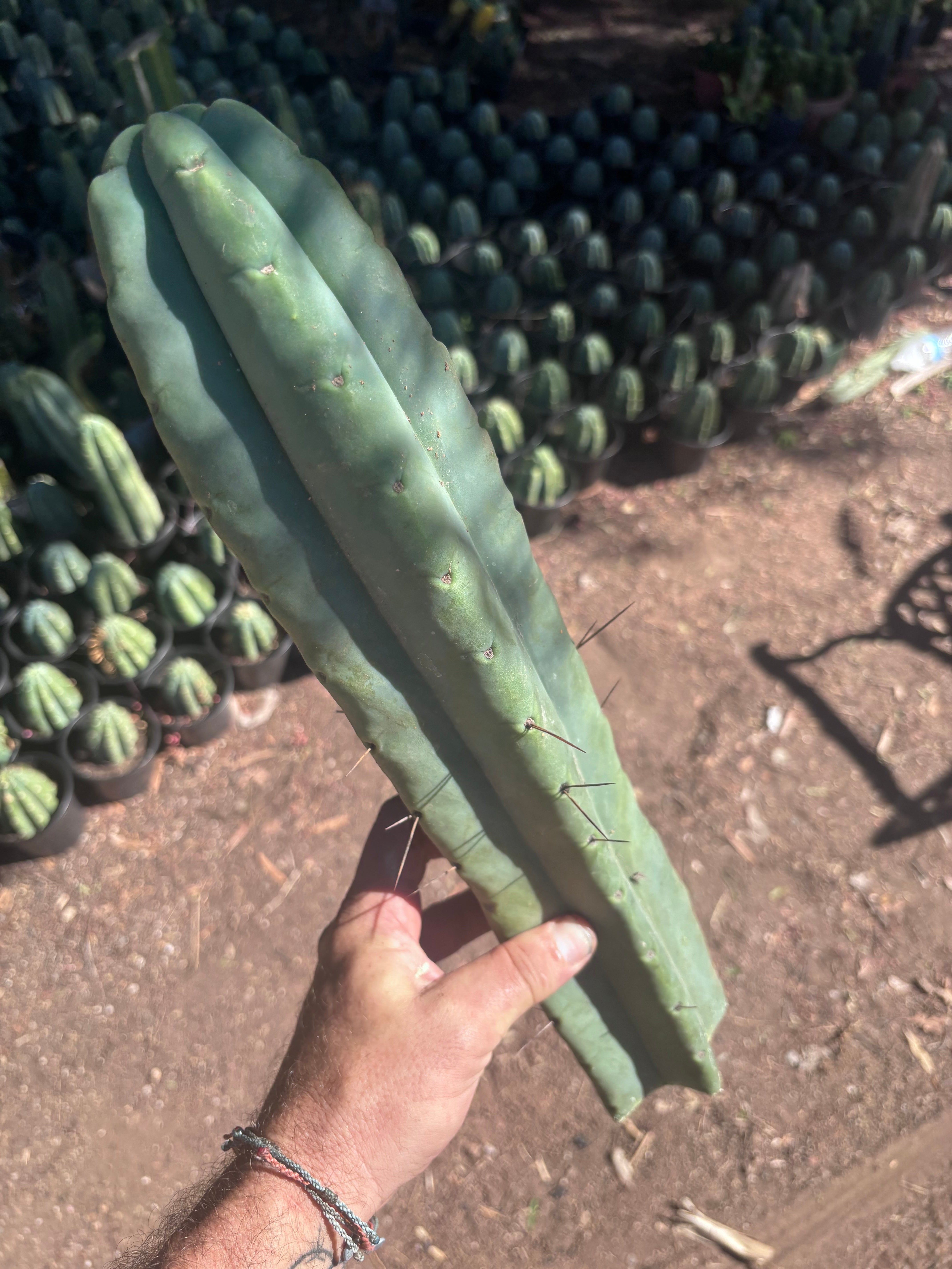 👑💎🌶️🌶️ Eileen — 21” MEGA Tip