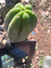 👑🌶️🌶️ Ogun — 10” Tip
