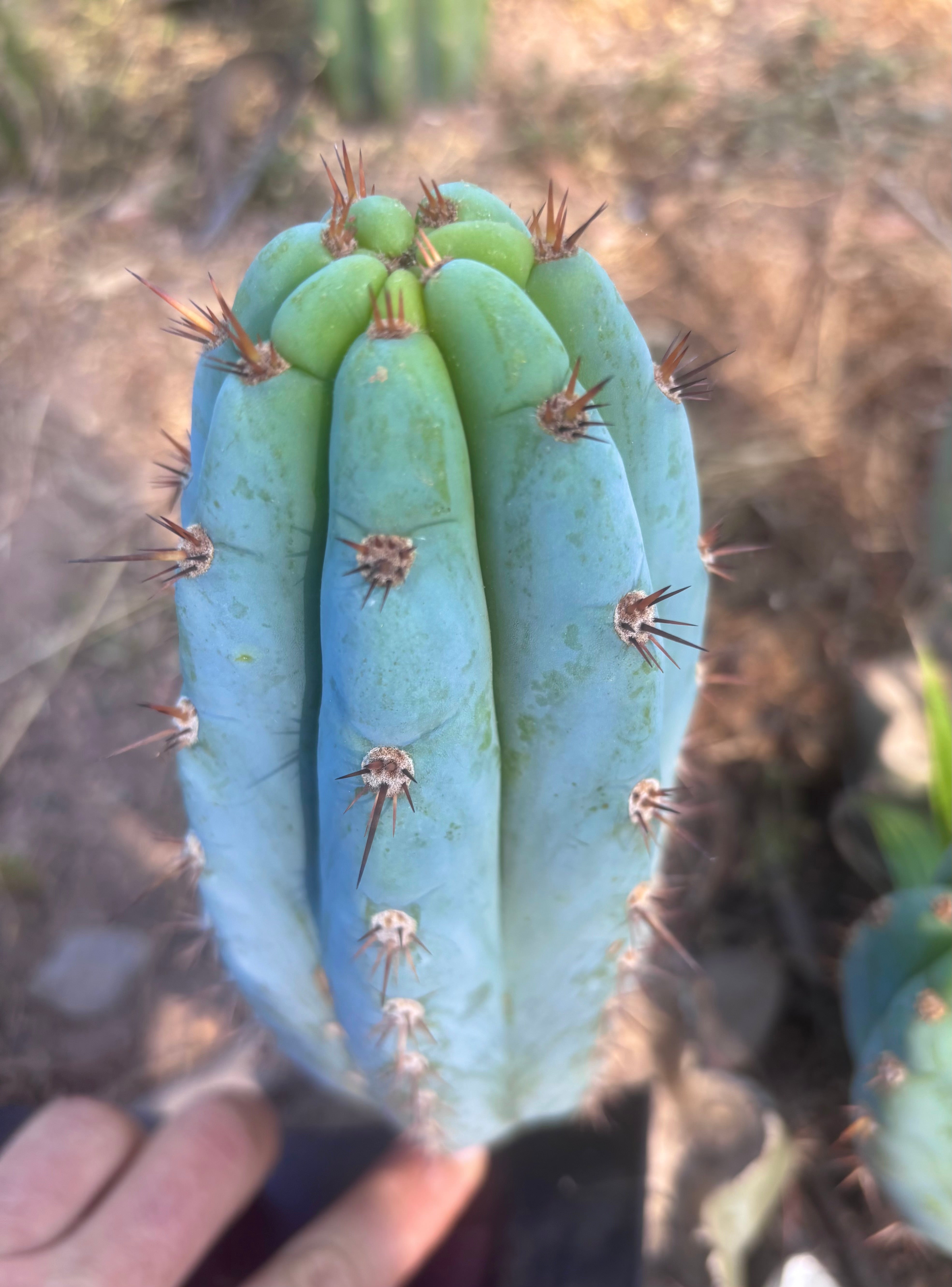 💎👑  Bart (Monassa Blue) — 8” Pup