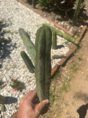 🌶️🌶️ Dulzura Restocked (Again) — 10”  TIPS