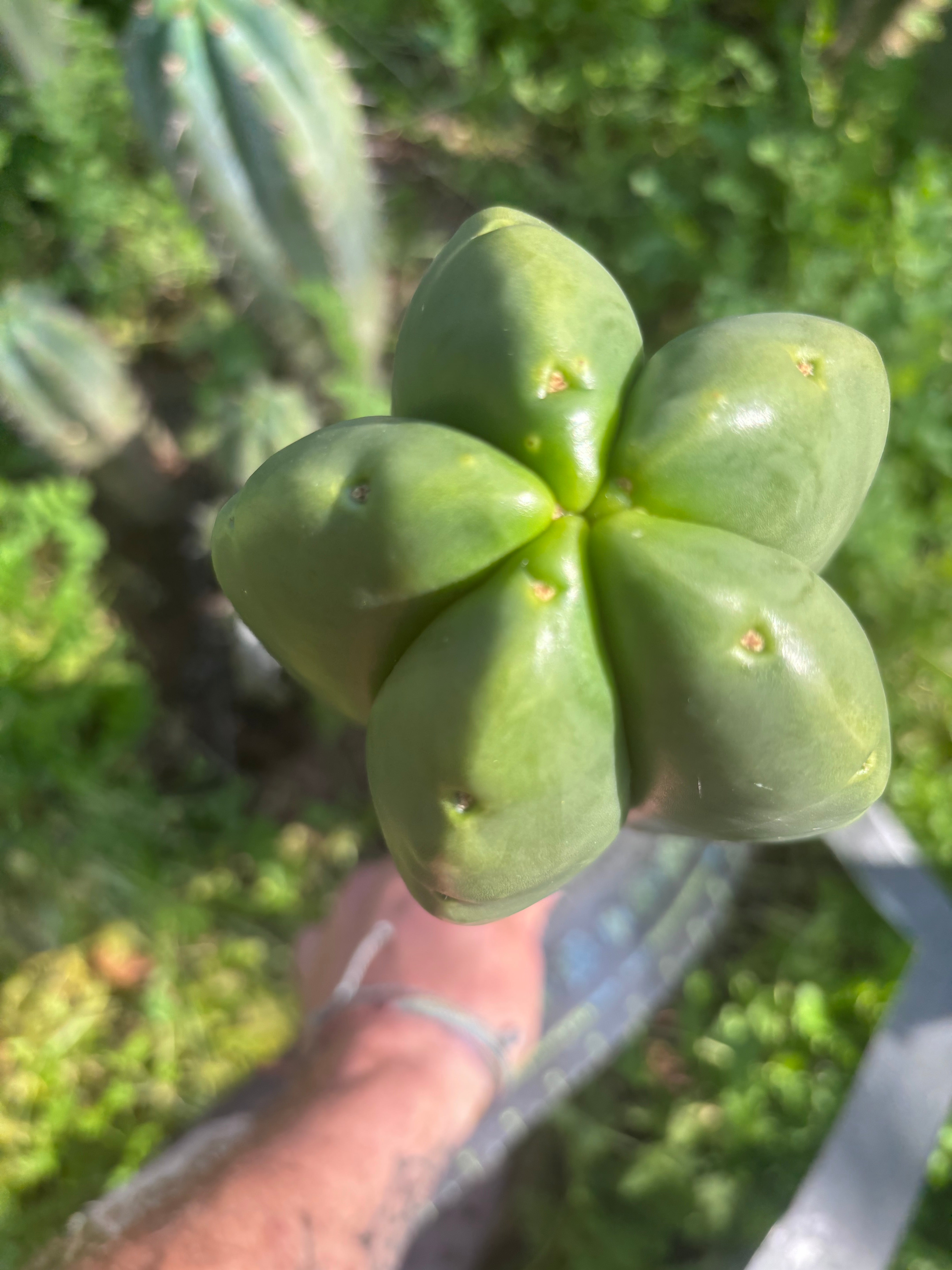💎👑🌶️ Zulk — Massive XL 14” Tip