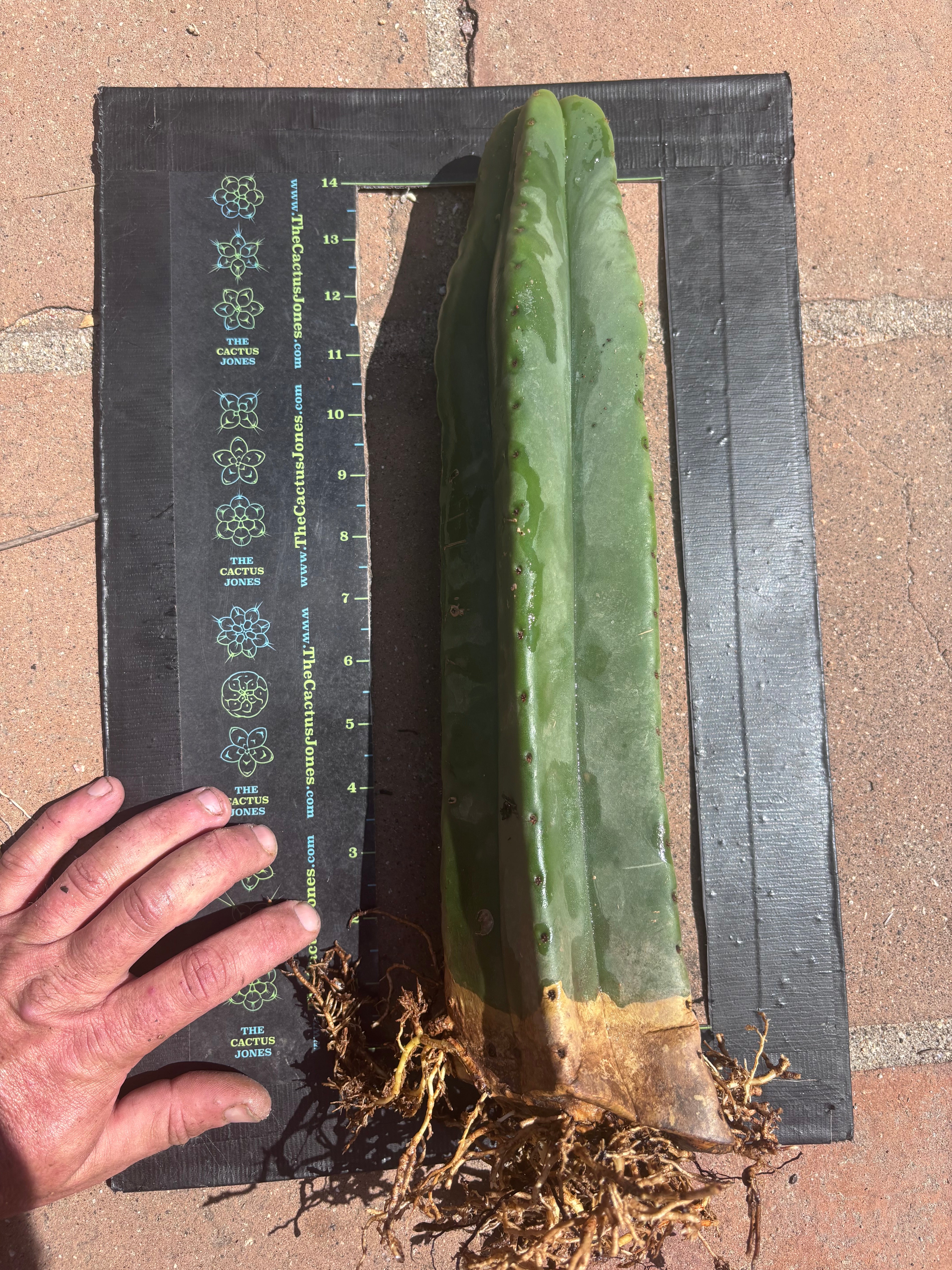 👑🌶️ Scop A — Fully Rooted 15” Tip