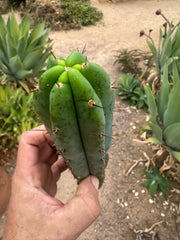 -👑 🌶️🌶️ Pala! — 10”  Pup