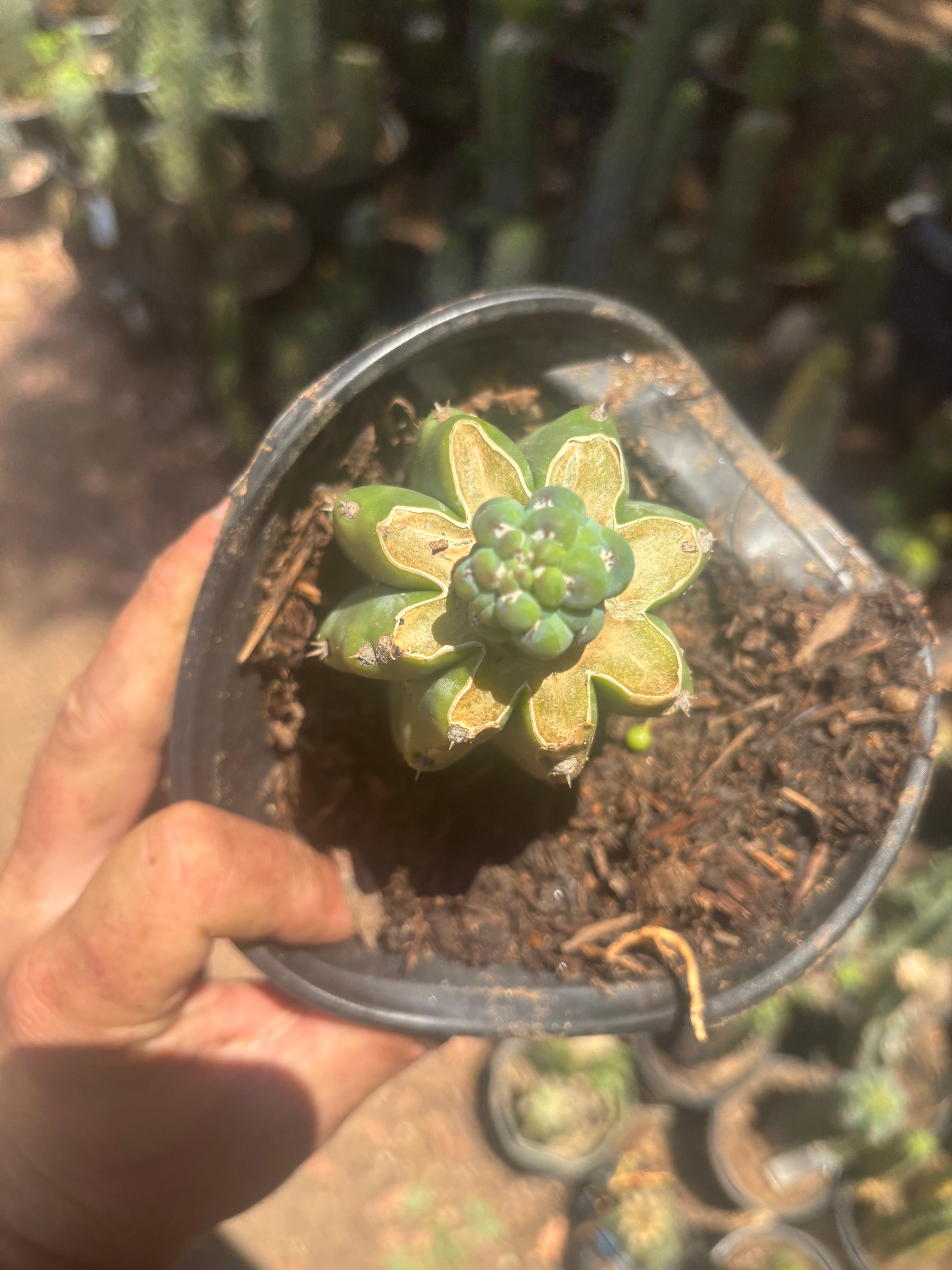 👑 Glorp — Small Pup Graft