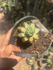 👑 Glorp — Small Pup Graft