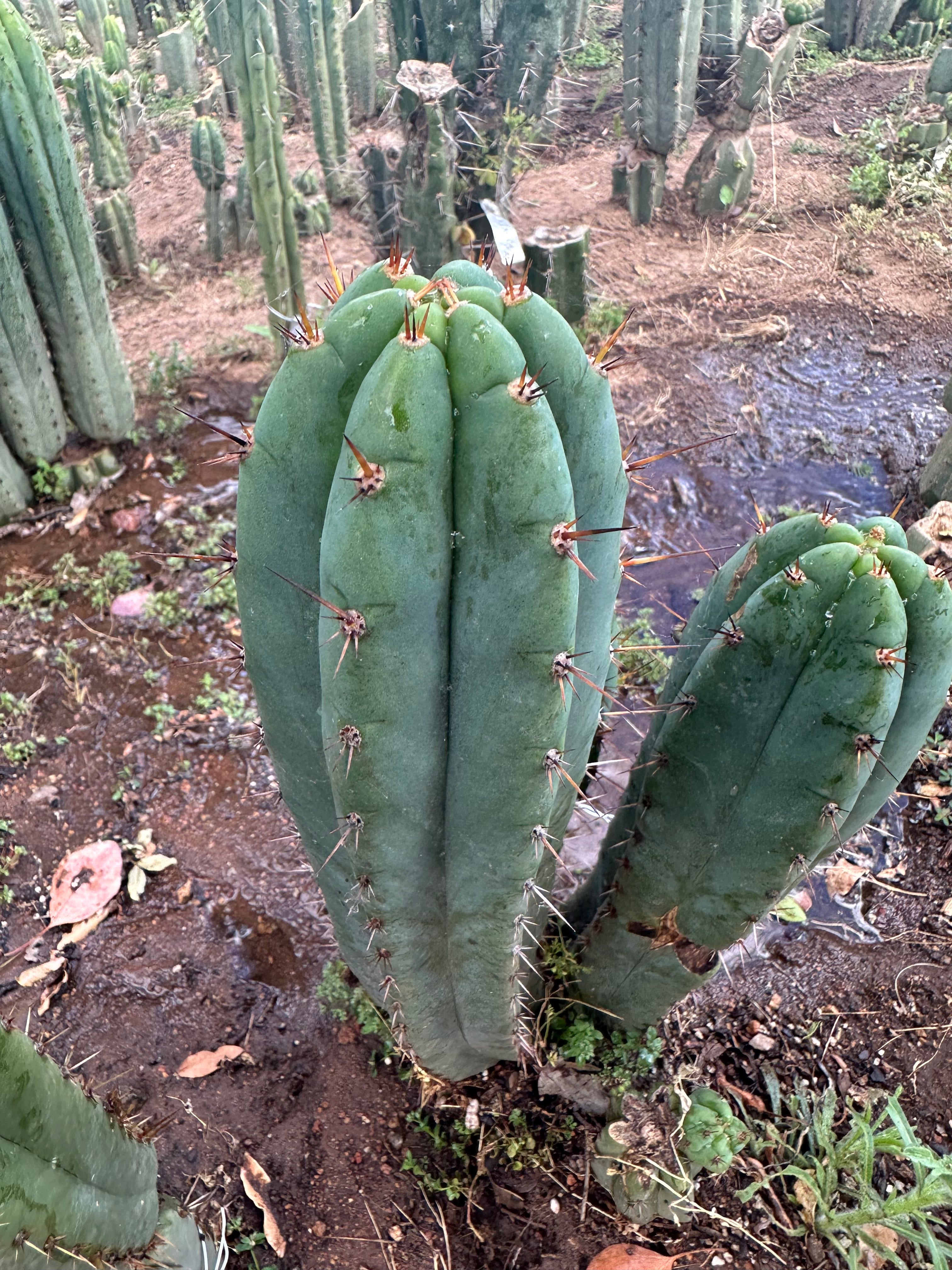 👑💎🌶️ Kimnach — Perfect 10” Tip