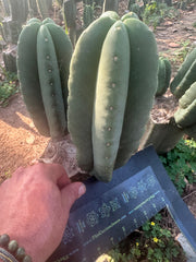 👑🌶️ Zulk — 9.5” Melon