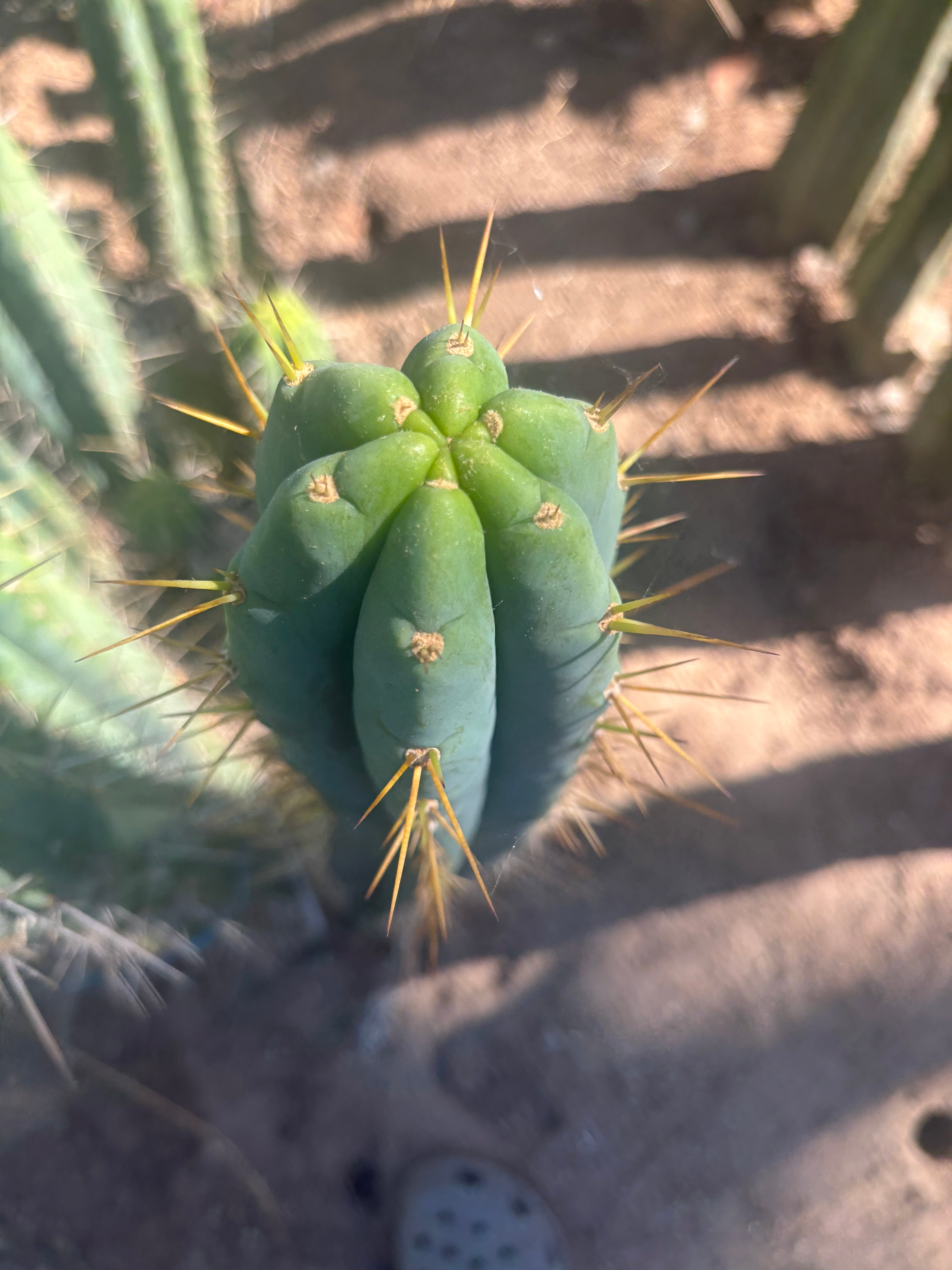 💎🌶️ 0102 — XXL Two Footer Tip (24”)