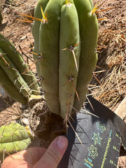 🌶️🌶️⚠️ E.R. — 9” Pup