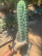 💎👑🌶️  Ashdod — XL 17” Magnum Tip