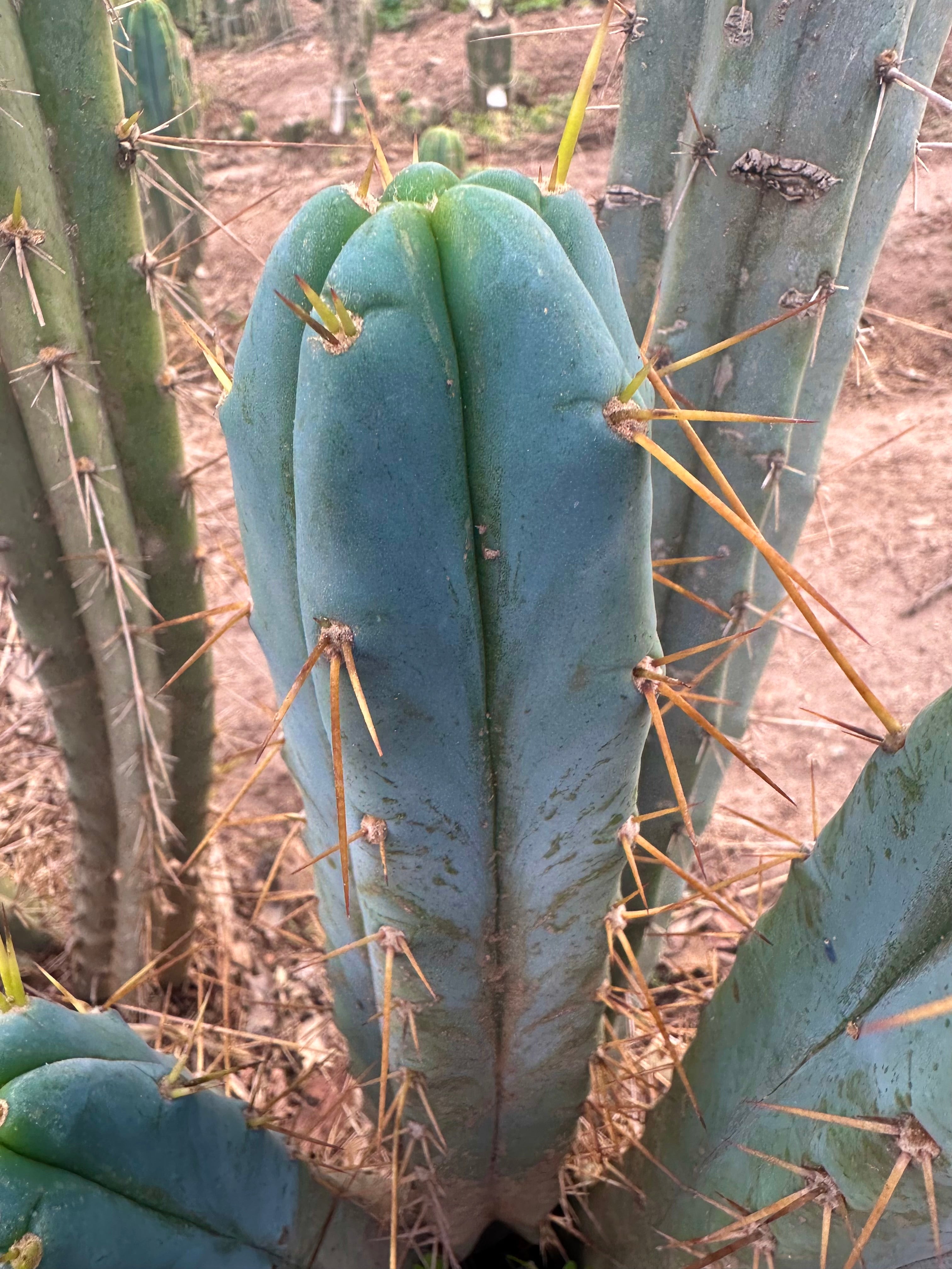 👑🌶️ S.S. Achuma — 10” Tips (2)