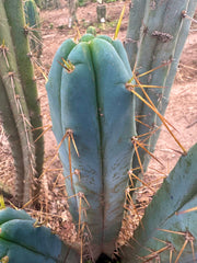 👑🌶️ S.S. Achuma — 10” Tips (2)