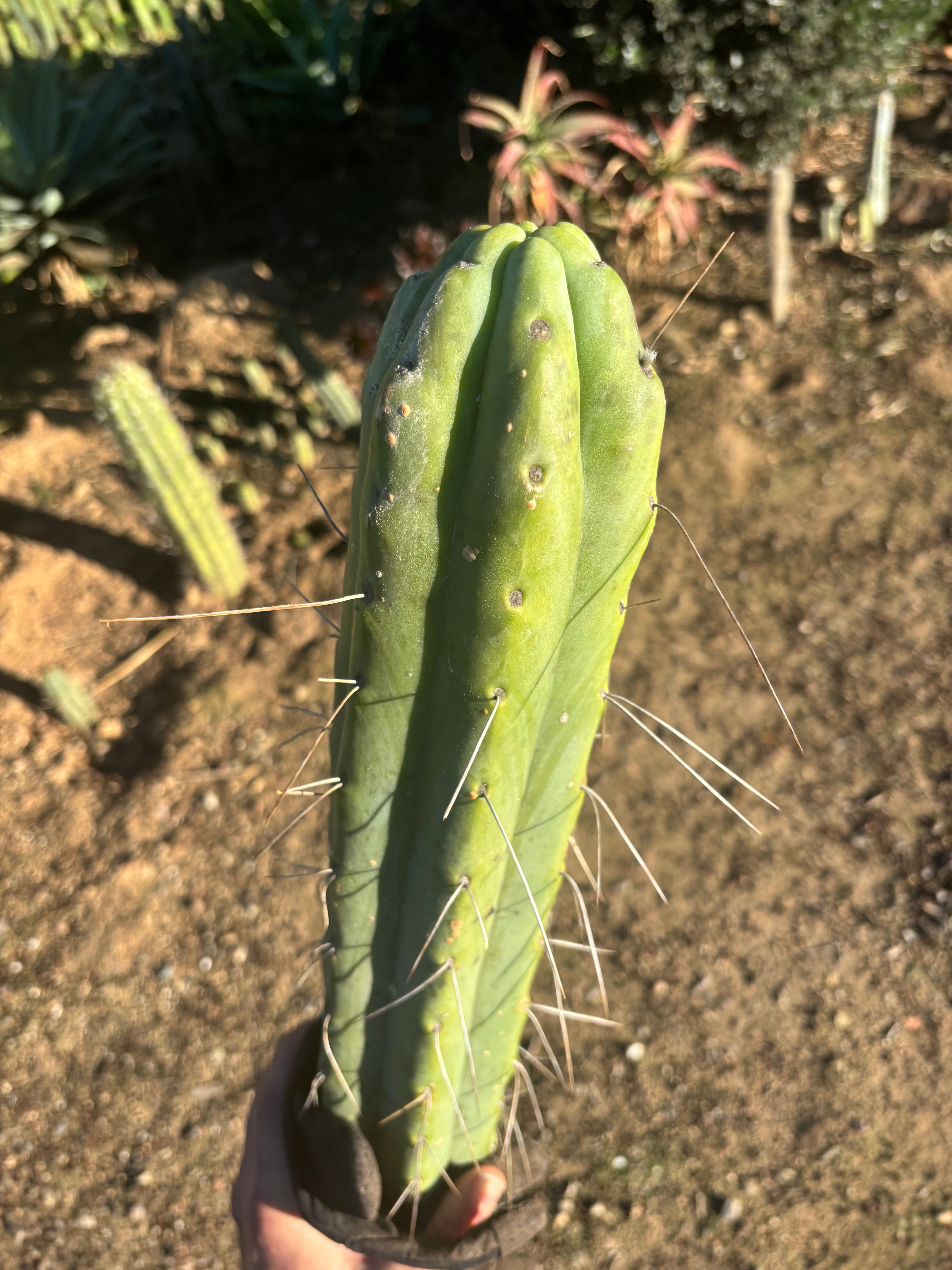 💎👑🌶️ Psycho0’  — *BIG* XXL 14” Tip