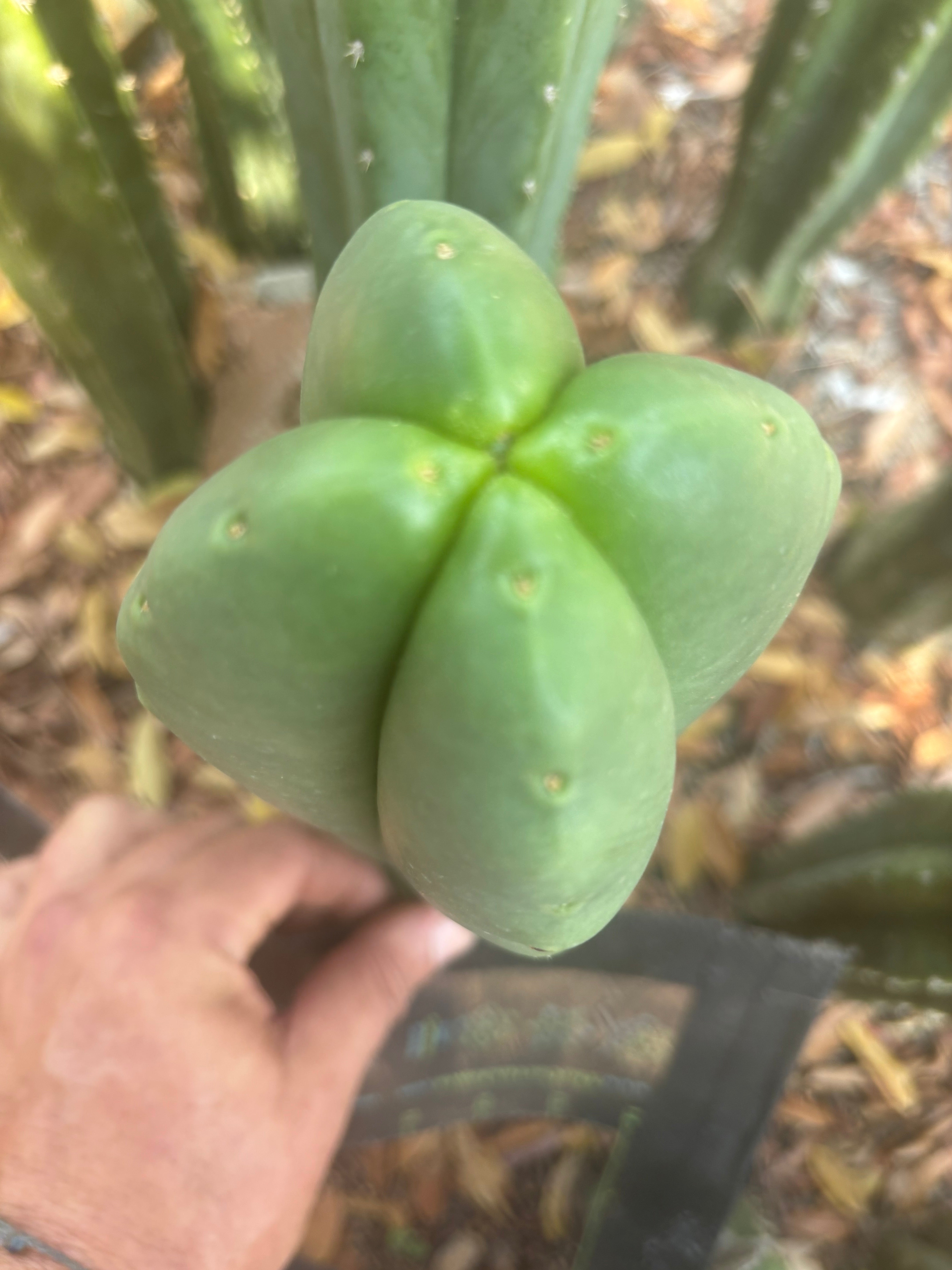 💎👑🌶️ Ferah — Plump FourWang 8” Tip