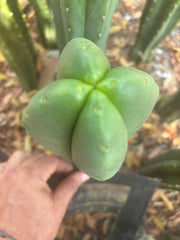 💎👑🌶️ Ferah — Plump FourWang 8” Tip