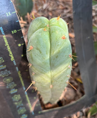 👑 Lotusland Huanu —  Irresistible FourWang 11” Pup